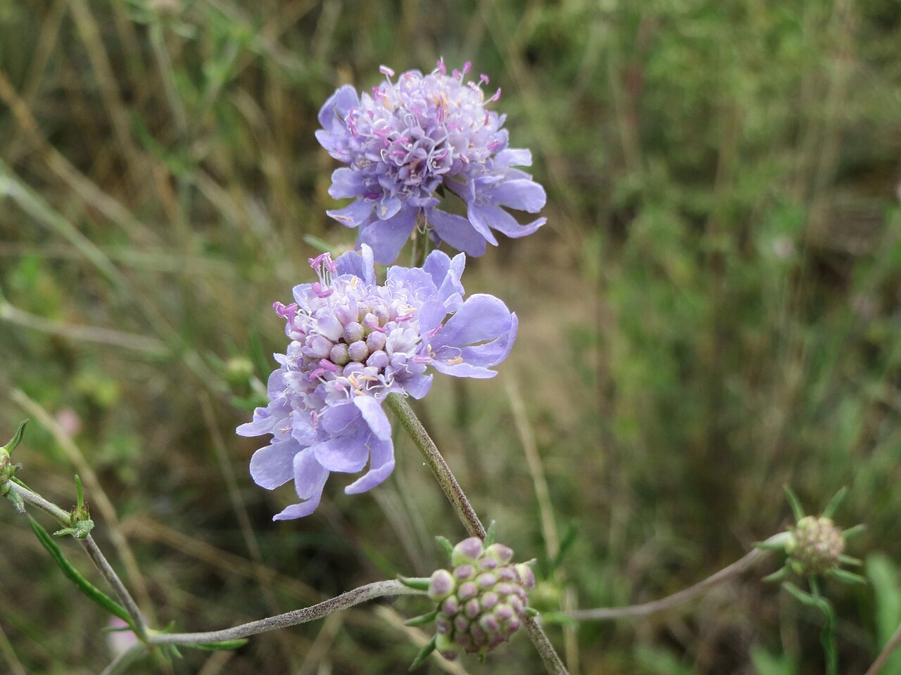 Scabiosa canescens: Duft-Skabiose ( Scabiosa canescens ) im Mainzer Sand