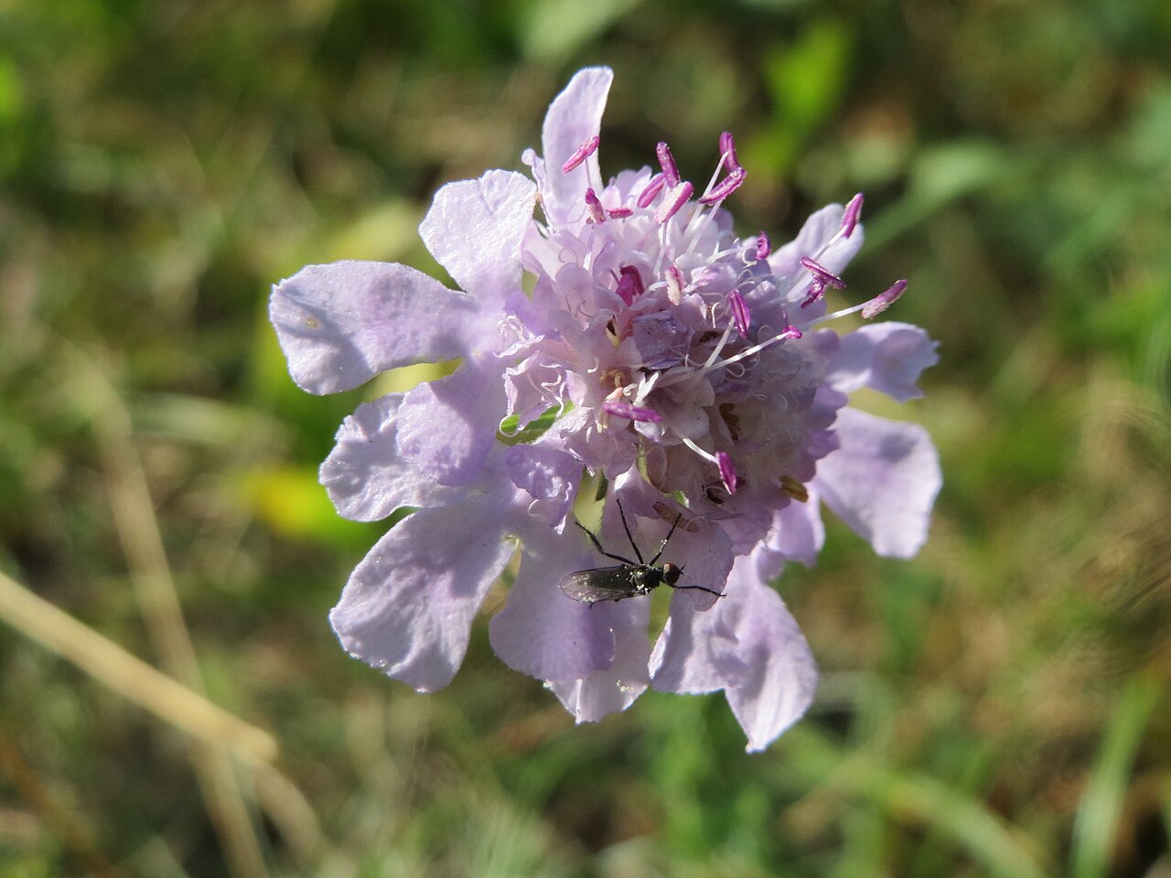 Scabiosa canescens: Duft-Skabiose ( Scabiosa canescens ) auf dem Feldherrenhügel