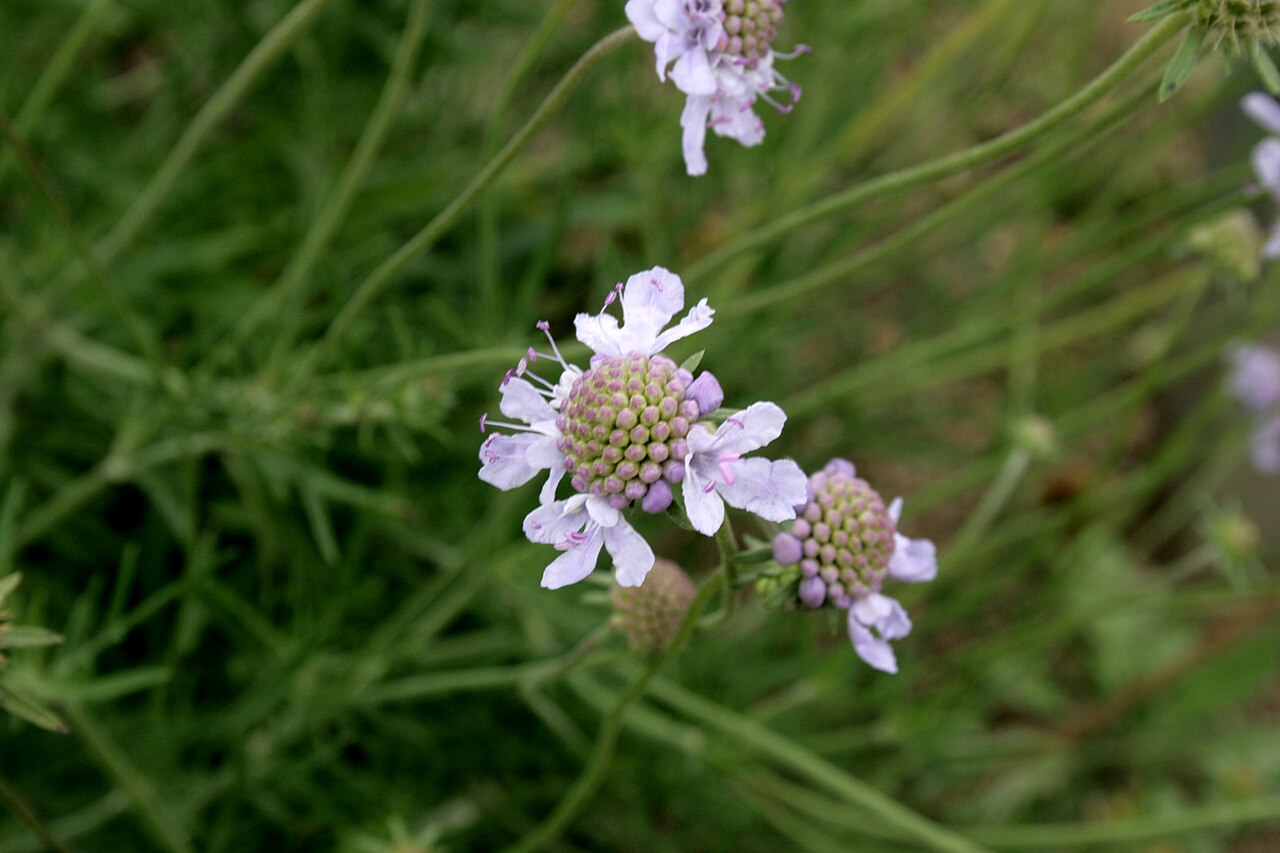 Scabiosa canescens: Scabiosa canescens : Flowers
