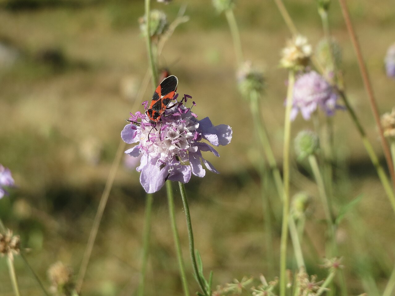 Scabiosa canescens: Duft-Skabiose ( Scabiosa canescens ) auf dem Feldherrenhügel