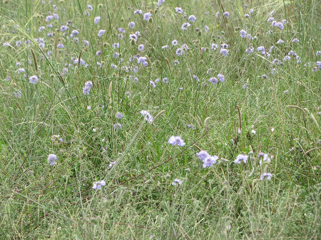 Scabiosa canescens: Duft-Skabiose ( Scabiosa canescens ) im Mainzer Sand