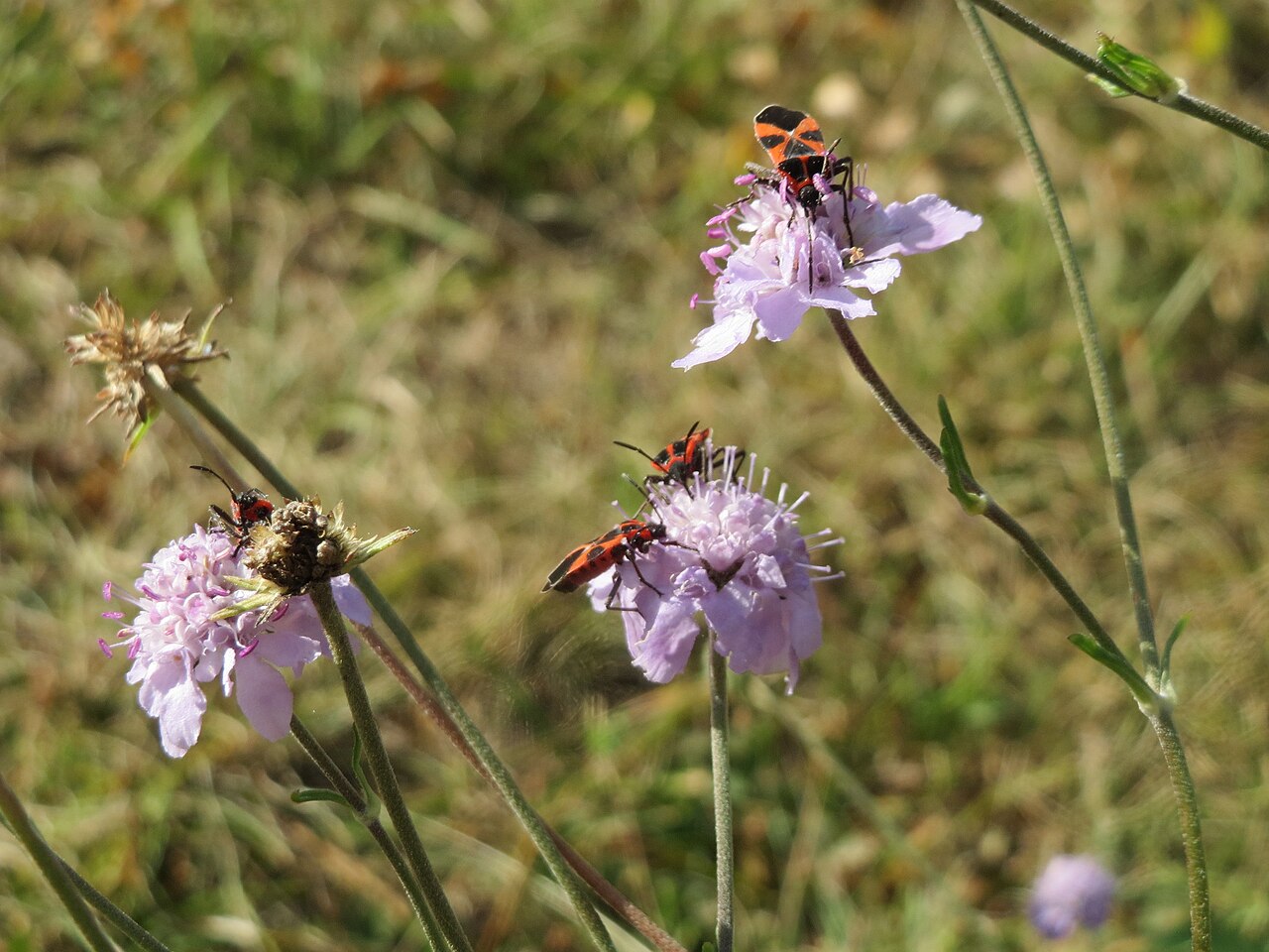 Scabiosa canescens: Duft-Skabiose ( Scabiosa canescens ) auf dem Feldherrenhügel