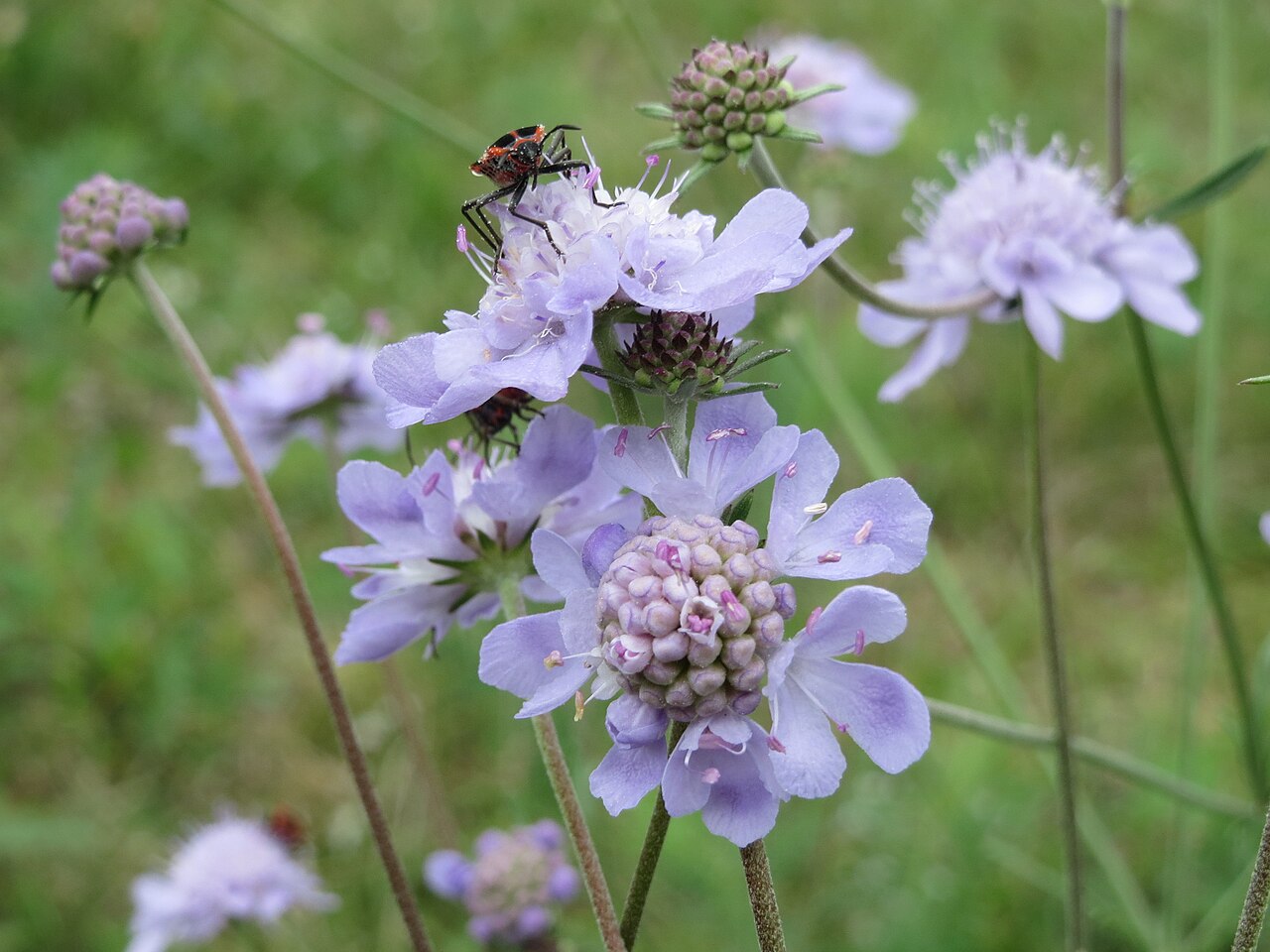Scabiosa canescens: Duft-Skabiose ( Scabiosa canescens ) auf dem Feldherrenhügel