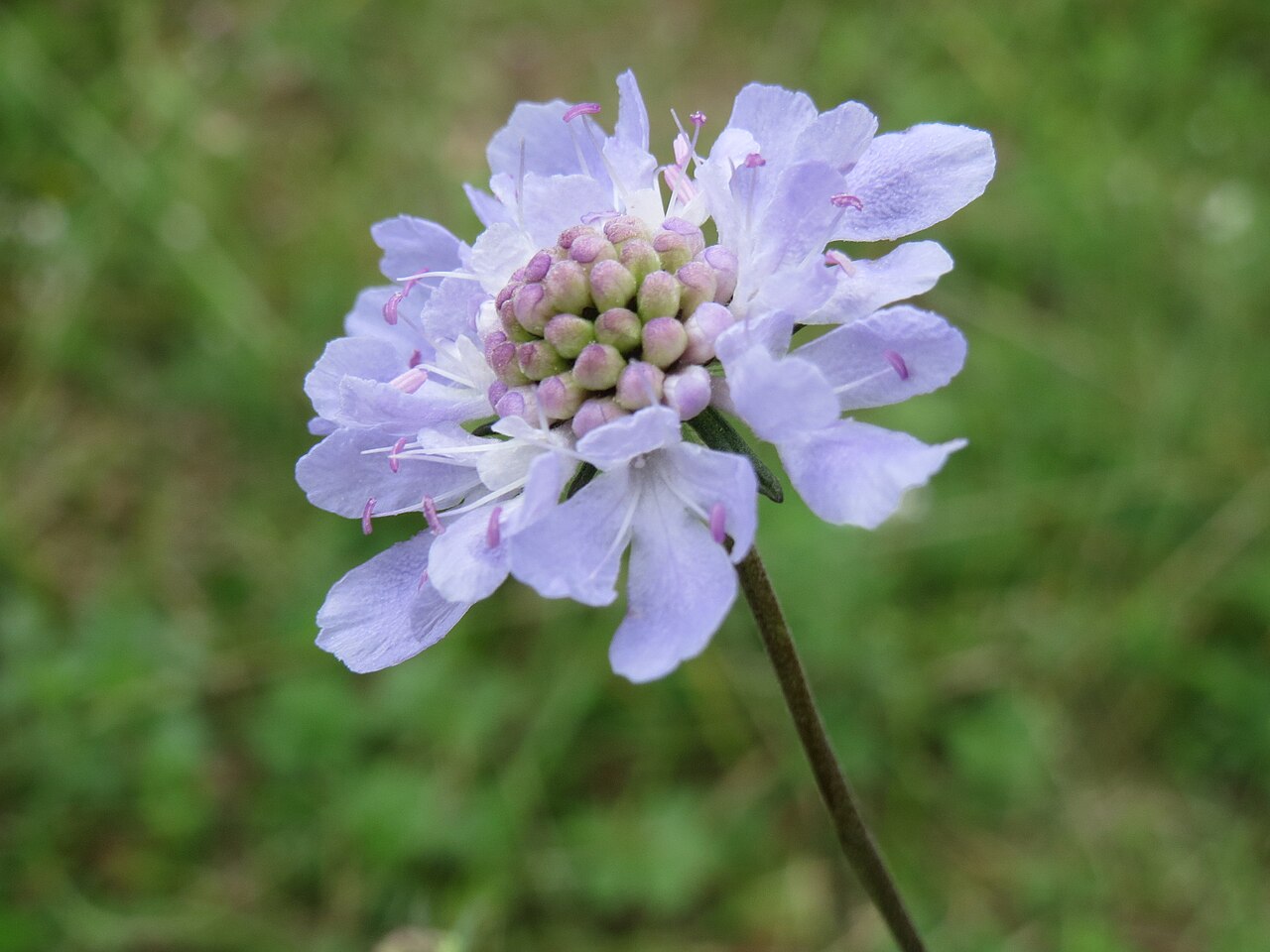 Scabiosa canescens: Duft-Skabiose ( Scabiosa canescens ) auf dem Feldherrenhügel