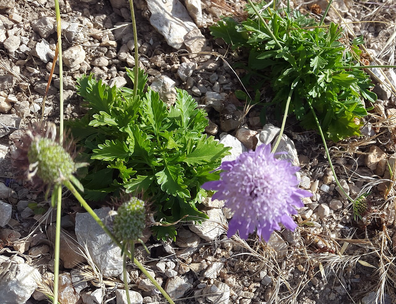 Scabiosa cartenniana: Une plante endémique du Cap Ténès photographier à cette endroit là le 25 juin 2018 à 10:50 du matin. Les coordonnées géographique du site : 36°33'00.9"N 1°21'11