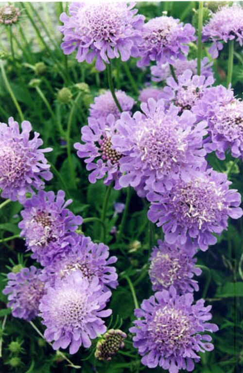 Scabiosa cinerea: Scabiosa cinerea