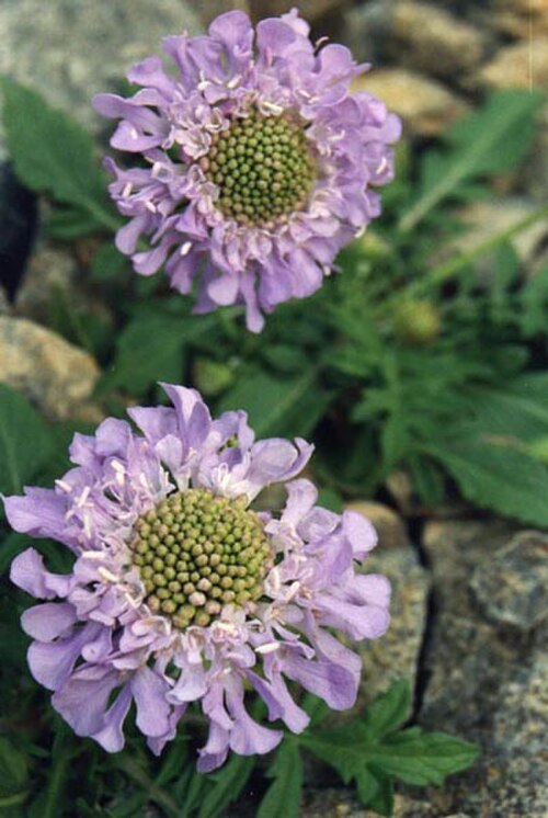 Scabiosa cinerea: Scabiosa cinerea