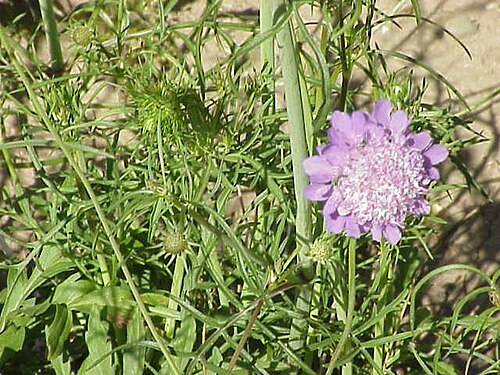 Dove pincushions: Species : Scabiosa columbaria Family : Dipsacaceae Image No. 1
