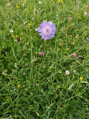 Dove pincushions (Scabiosa columbaria)