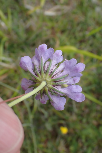 Dove pincushions (Scabiosa columbaria)