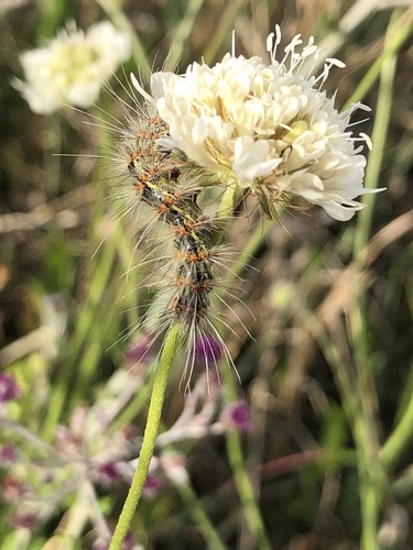 Dove pincushions (Scabiosa columbaria)