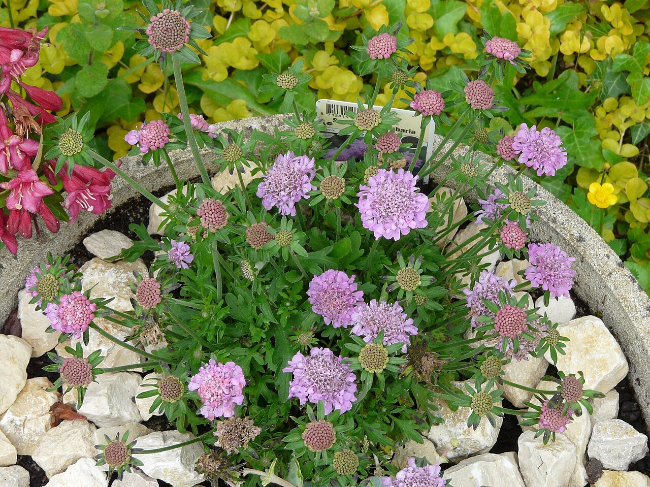 Dove pincushions: Pied de Scabieuse colombaire (Scabiosa columbaria)
