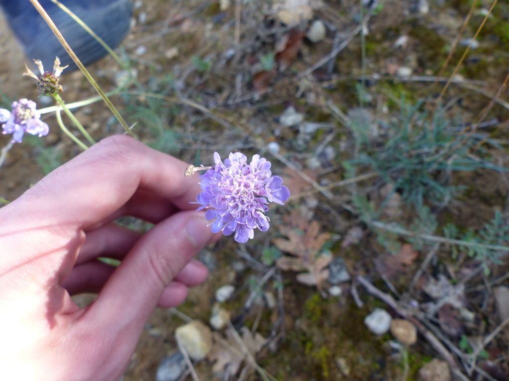 Dove pincushions (Scabiosa columbaria)