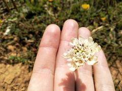 Dove pincushions (Scabiosa columbaria)