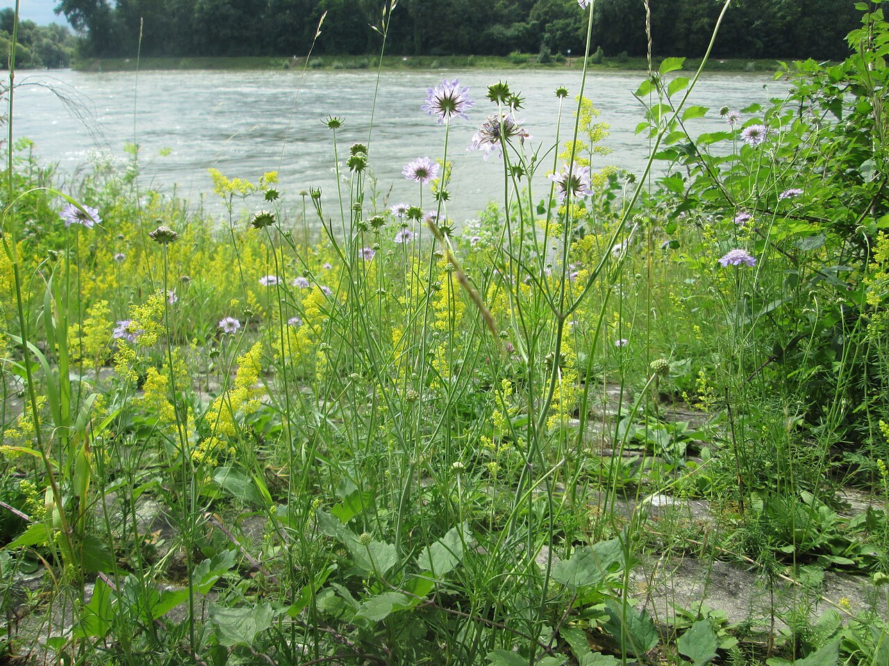 Dove pincushions: Tauben-Skabiose ( Scabiosa columbaria ) am Rheinufer im Naturschutzgebiet „Ketscher Rheininsel“