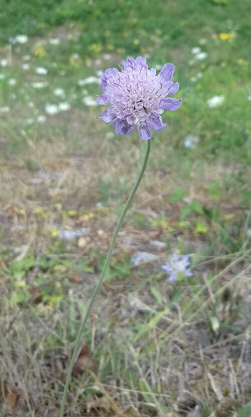 Dove pincushions: Scabieuse colombaire (Scabiosa columbaria) prise en photo à Orléans le 30 juillet 2018.