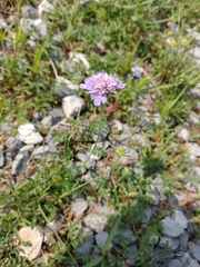 Dove pincushions (Scabiosa columbaria)
