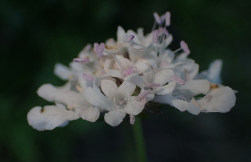 Dove pincushions (Scabiosa columbaria)
