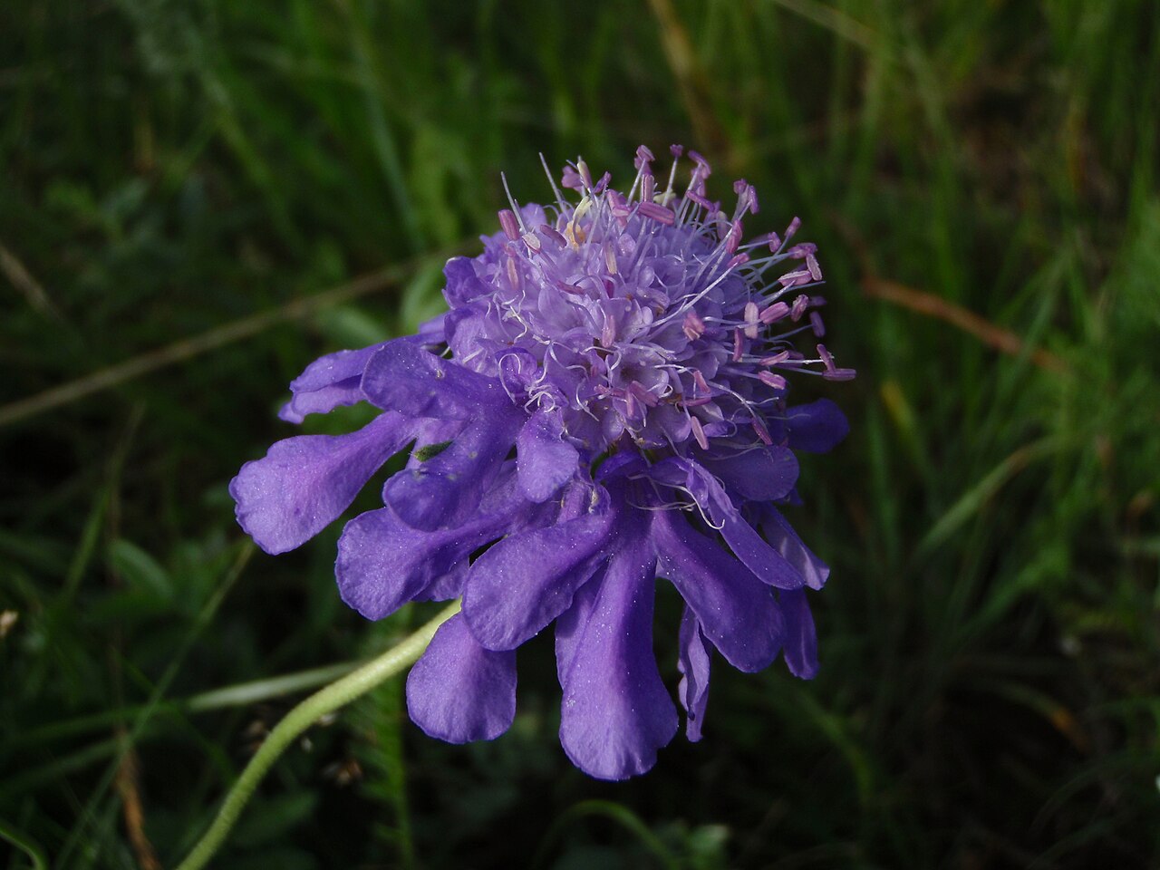 Scabiosa comosa: Scabiosa comosa