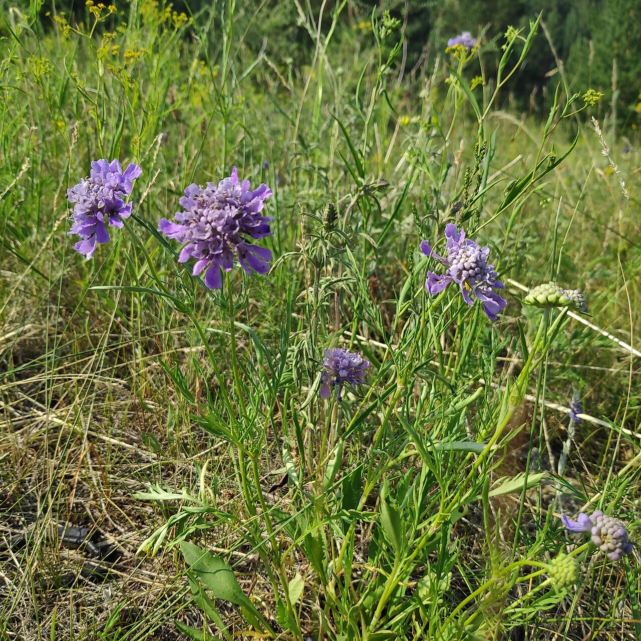 Scabiosa comosa: Scabiosa comosa