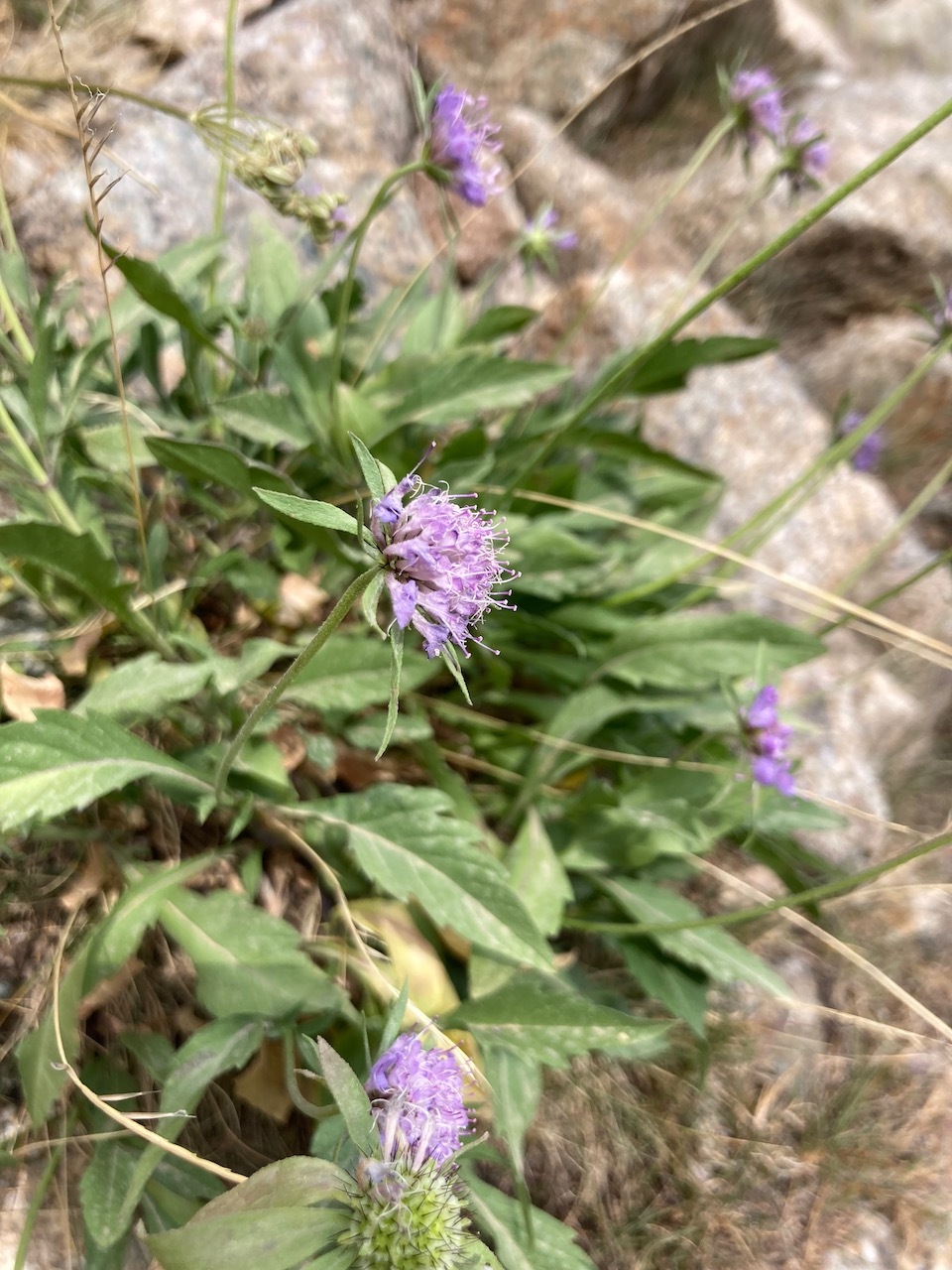 Scabiosa corsica: Scabiosa corsica (Litard.) Gamisans, Cat. Pl. Vasc. Corse: 148 (1985).