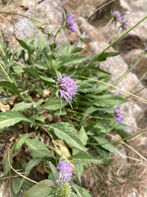 Scabiosa corsica: Scabiosa corsica (Litard.) Gamisans, Cat. Pl. Vasc. Corse: 148 (1985).