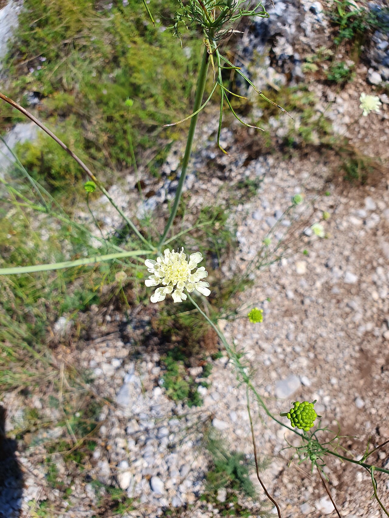 Scabiosa fumarioides: Scabiosa fumarioides Vis. & Pančić, Mem. Reale Ist. Veneto Sci. 12: 466 (1865).