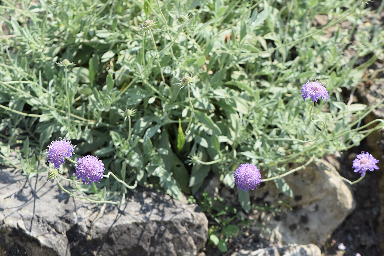 Scabiosa holosericea: Scabiosa holosericea in the Botanischer Garten, Berlin-Dahlem