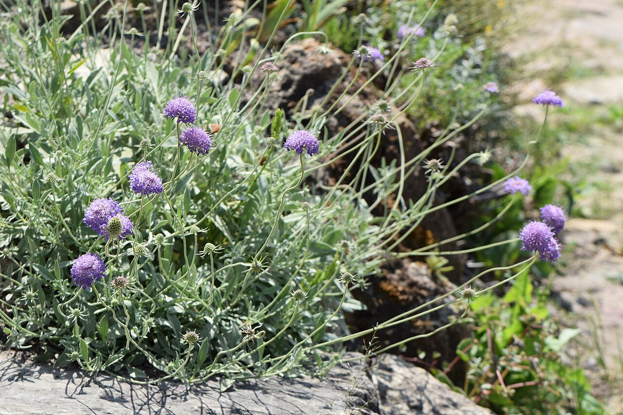 Scabiosa holosericea: Scabiosa holosericea in the Botanischer Garten, Berlin-Dahlem