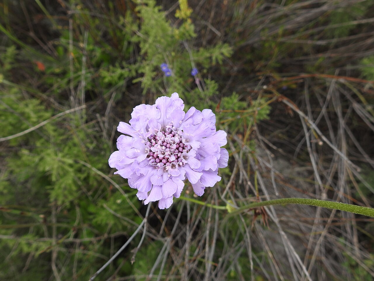 Scabiosa incisa: Scabiosa incisa Mill., Gard. Dict., ed. 8.: n.° 18 (1768).
