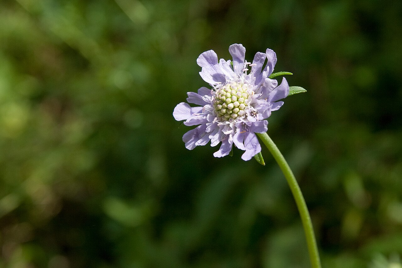 Scabiosa japonica: マツムシソウ