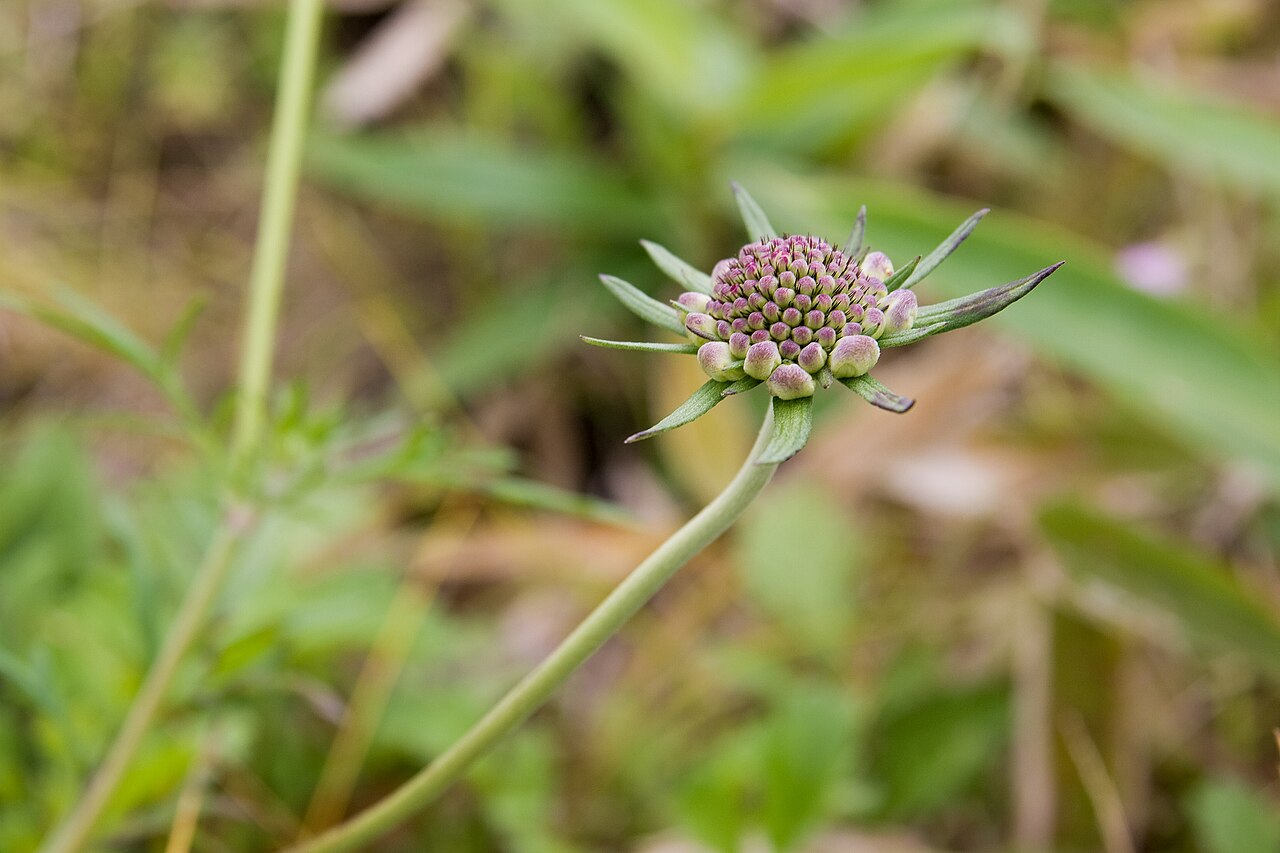 Scabiosa japonica: マツムシソウ