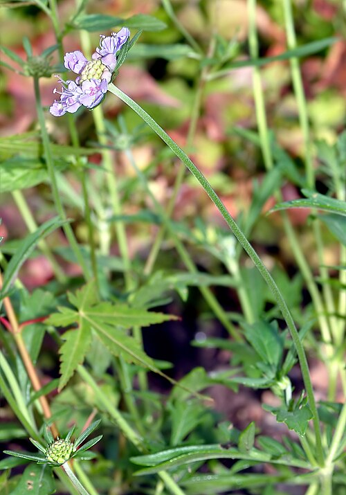 Scabiosa japonica: This image shows a plant of the species Scabiosa japonica .