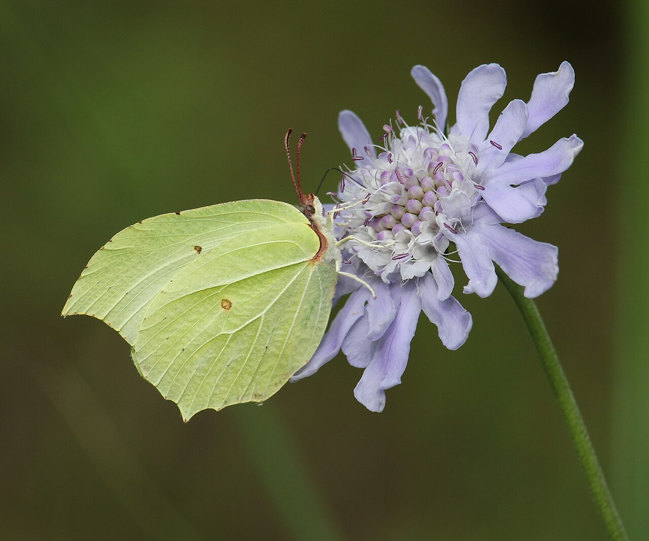 Scabiosa japonica: Gonepteryx aspasia feeding nectar of Scabiosa japonica in Mount Ontake, Nagano prefecture , Japan .