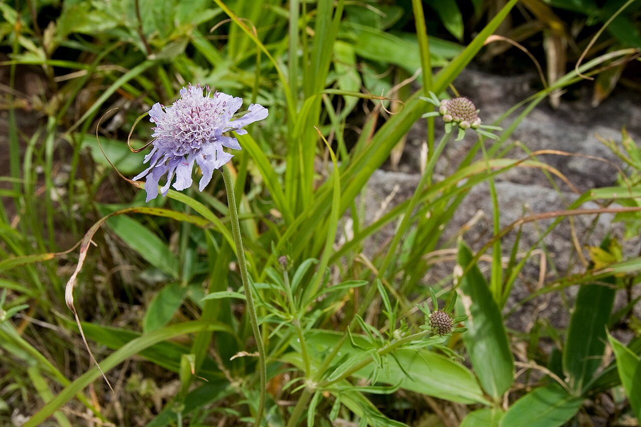 Scabiosa japonica: マツムシソウ