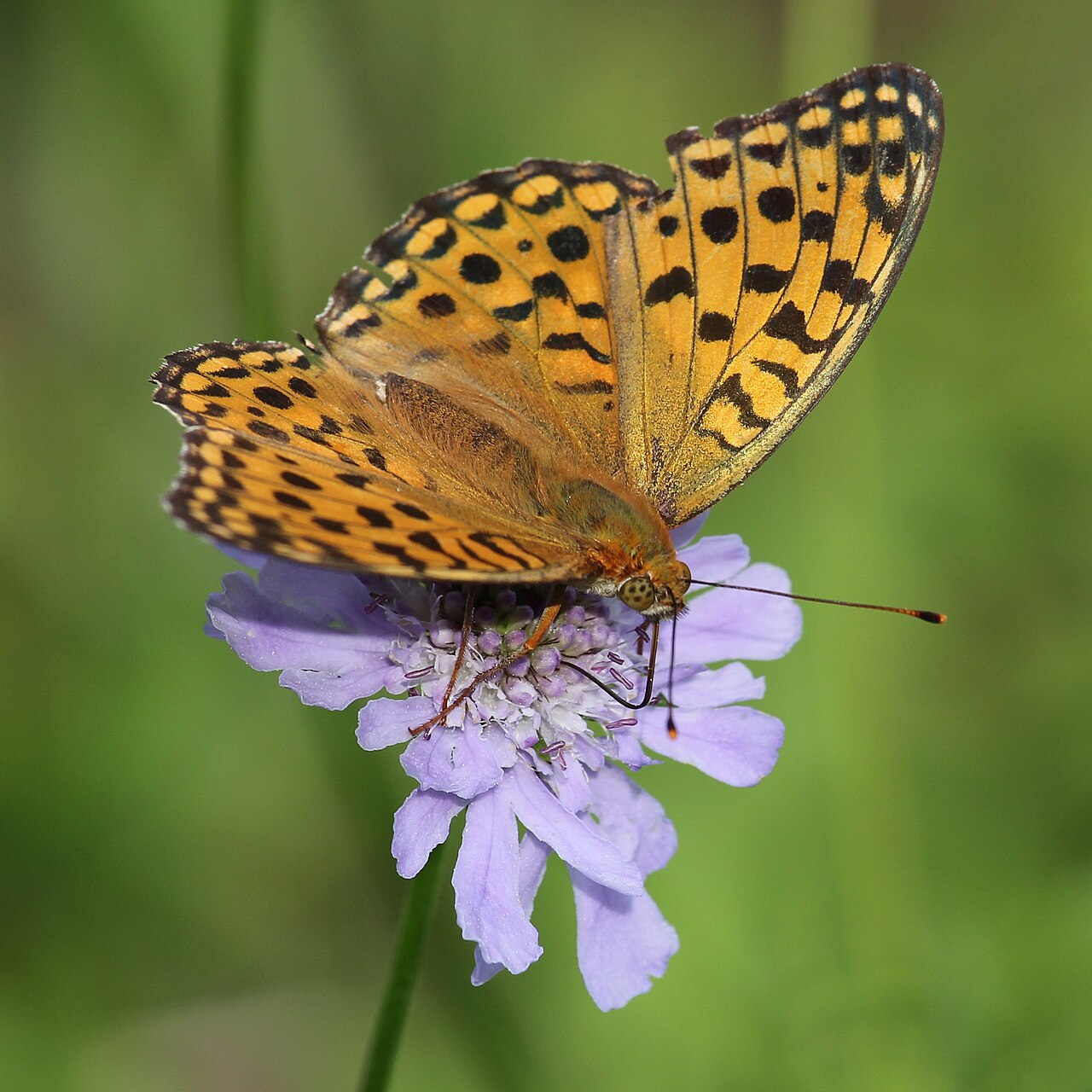 Scabiosa japonica: Fabriciana adippe feeding nectar of Scabiosa japonica in Mount Ontake, Nagano prefecture , Japan .