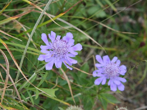 Scabiosa japonica: Scabiosa japonica var. alpina