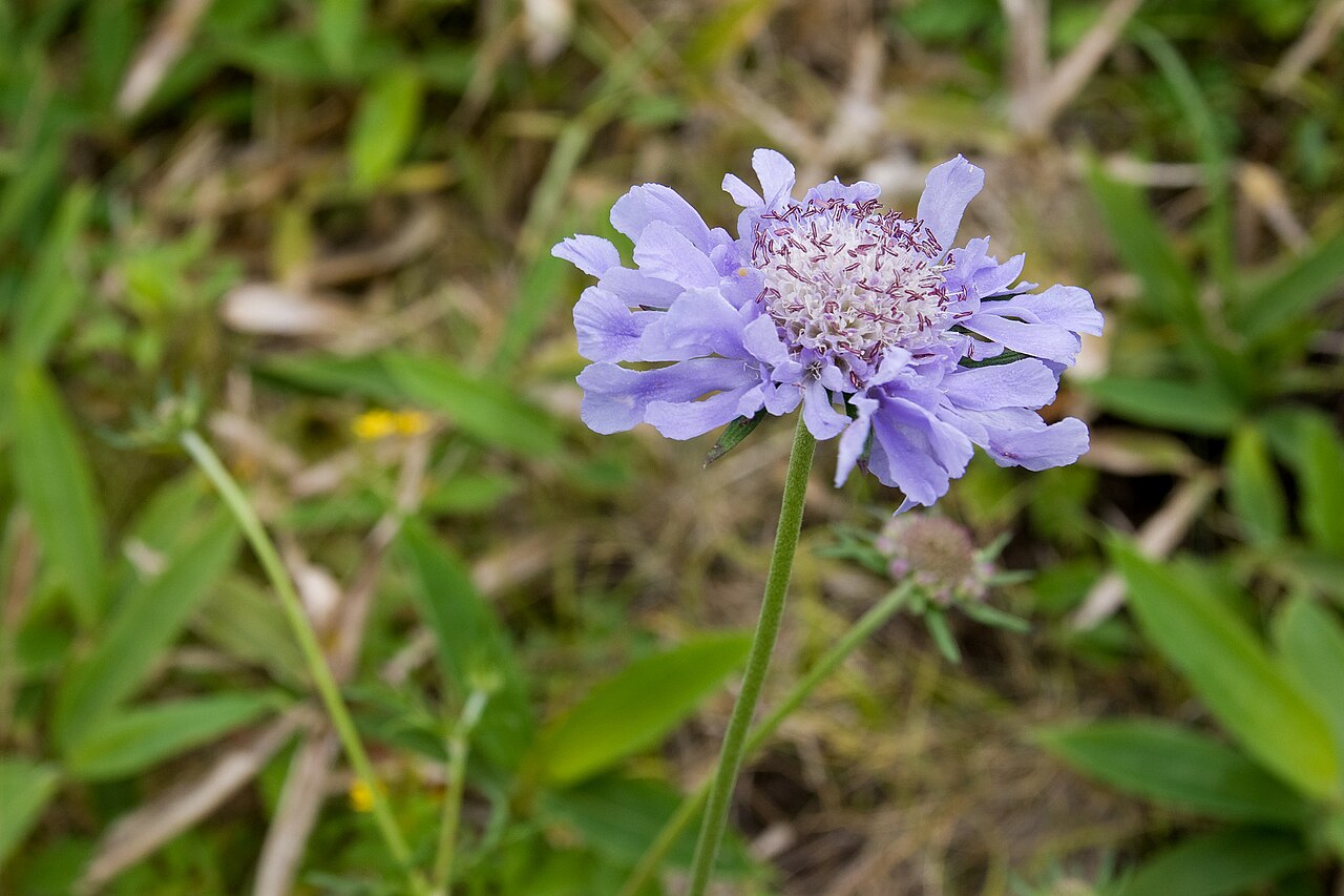 Scabiosa japonica: マツムシソウ