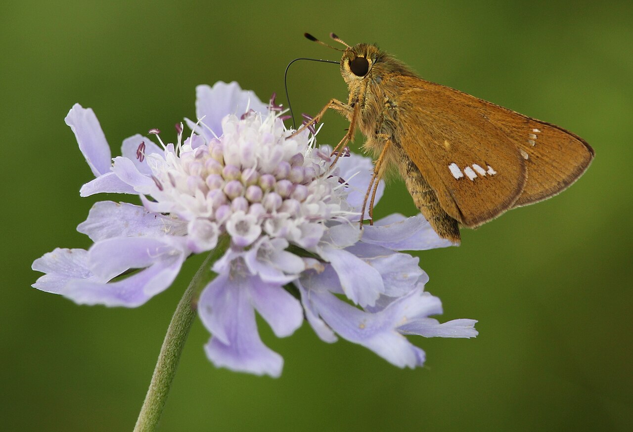 Scabiosa japonica: Parnara guttata feeding nectar of Scabiosa japonica in Mount Ontake, Nagano prefecture , Japan .