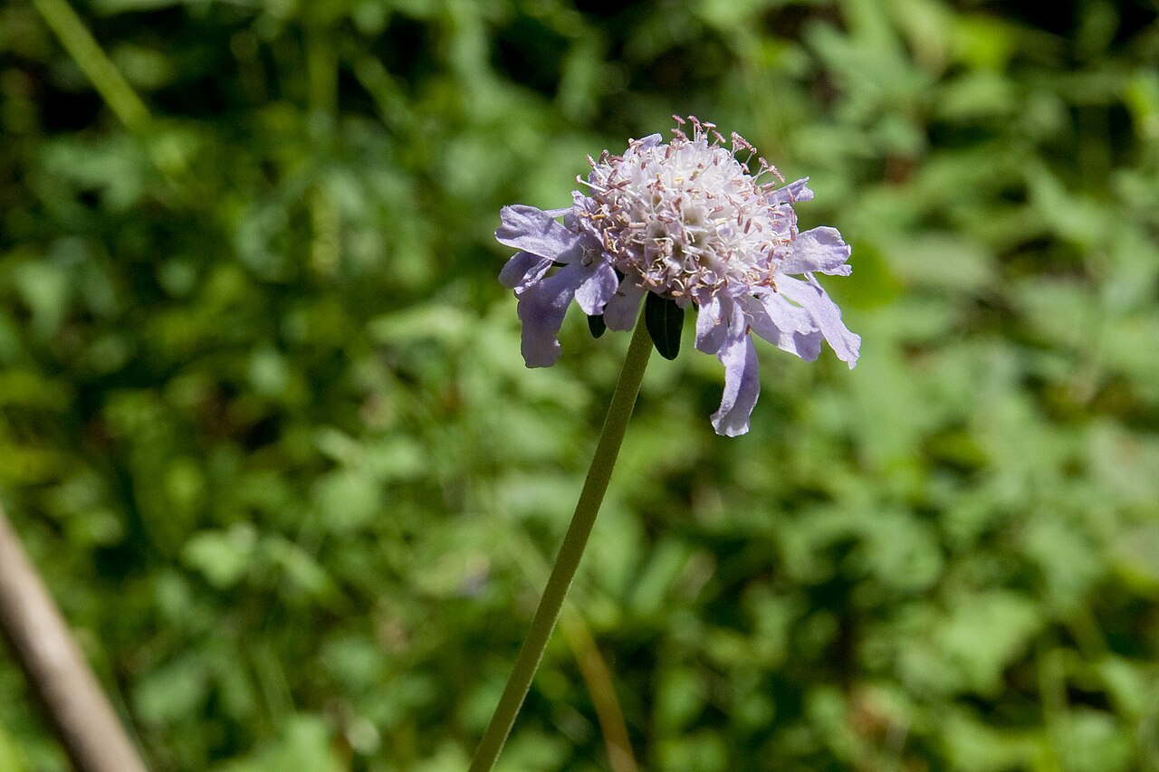 Scabiosa japonica: マツムシソウ