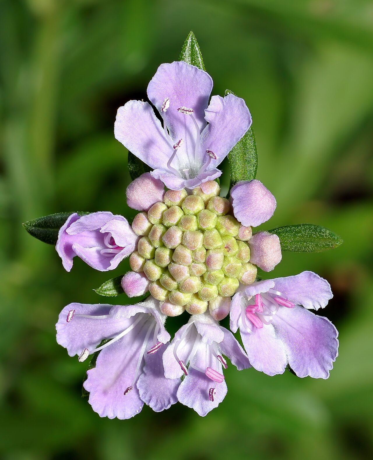 Scabiosa japonica: This image shows a plant of the species Scabiosa japonica .