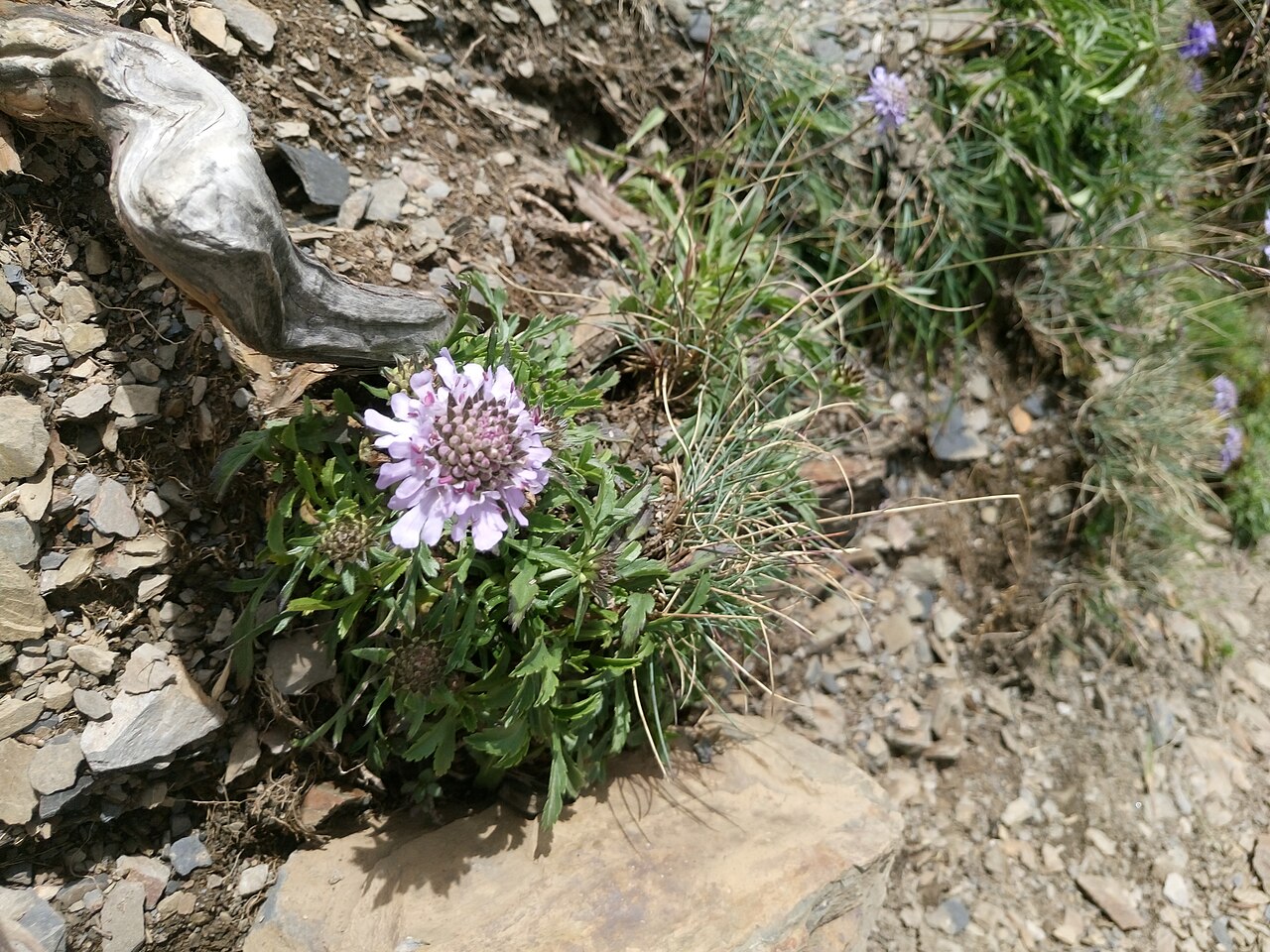 Scabiosa lacerifolia: 玉山山蘿蔔(Scabiosa lacerifolia Hayata)是台灣僅有的原生續斷科植物,山蘿蔔屬下的一個臺灣特有種。