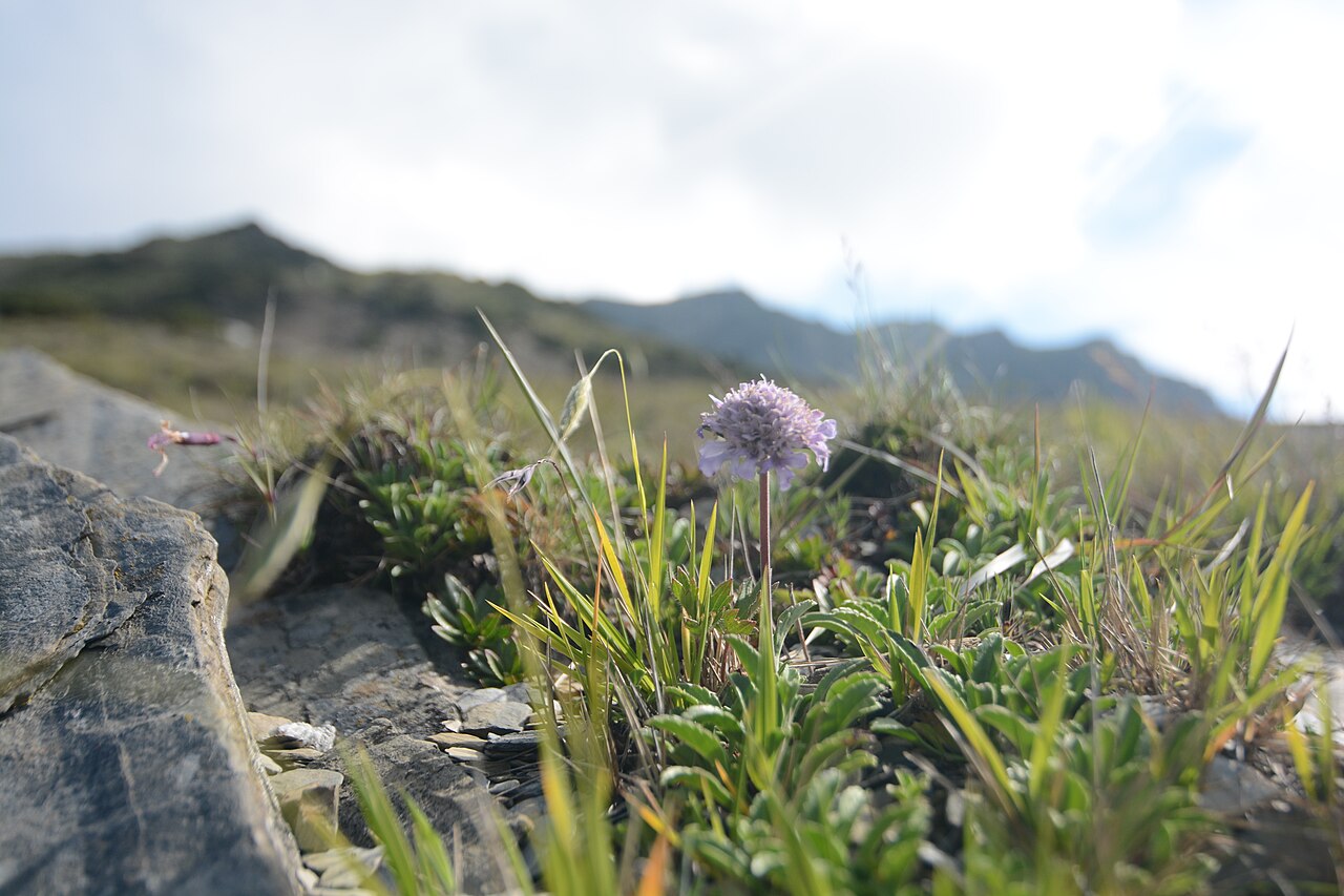 Scabiosa lacerifolia: 南湖上圈谷中的高杉山蘿蔔
