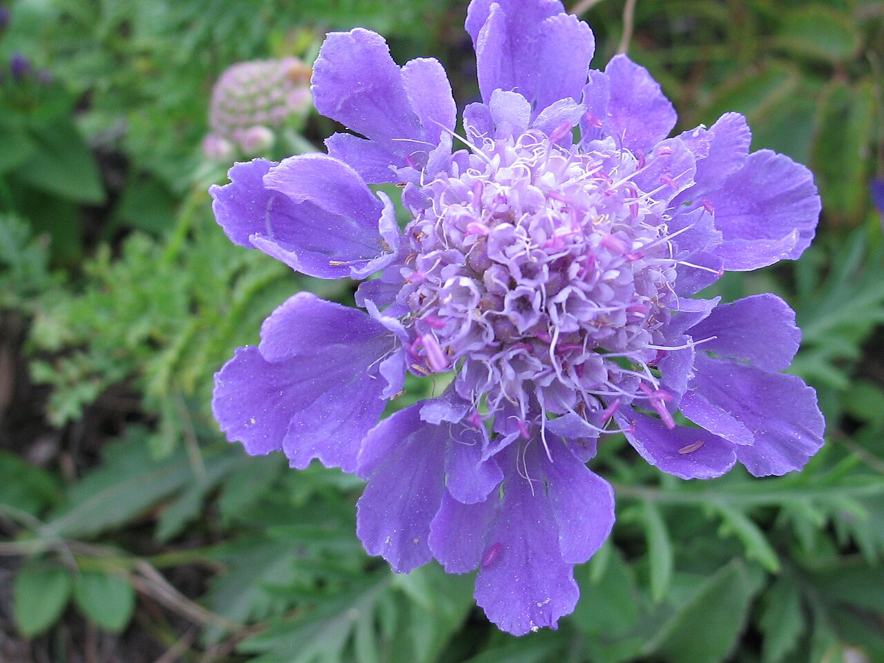Scabiosa lachnophylla: Scabiosa lachnophylla Kitag., Rep. Exped. Manchoukuo Sect. IV 2: 33 (1935).