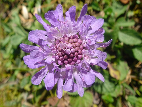 Glossy scabious: Scabiosa lucida