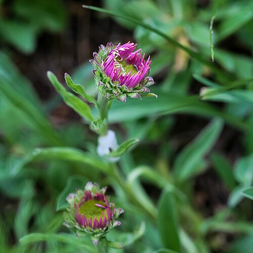 Glossy scabious: Alpengarten Villacher Alpe : Glanz-Skabiose
