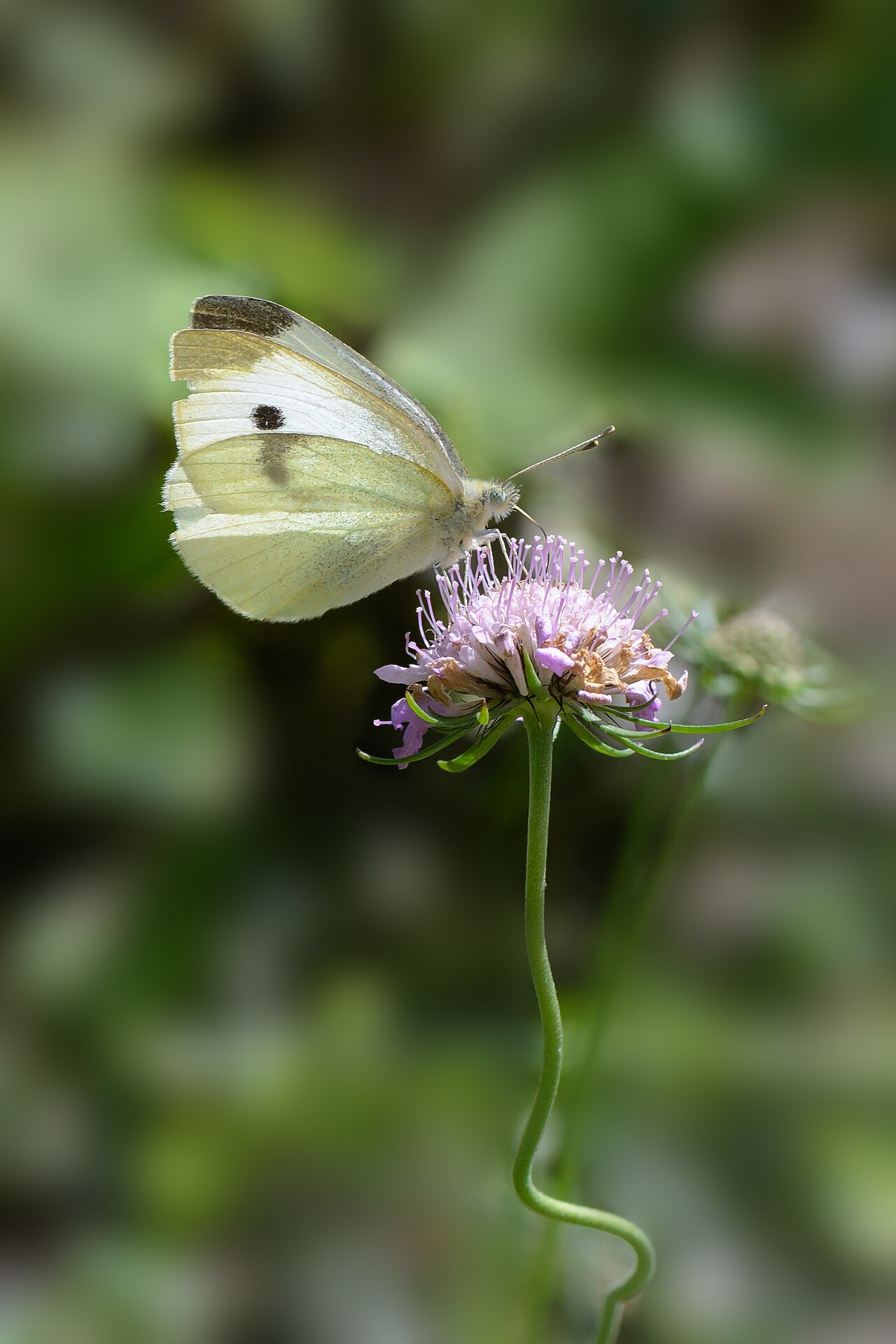 Glossy scabious: Small white ( Pieris rapae ) on a glossy scabious ( Scabiosa lucida ) flower near Mitterbach am Erlaufsee, Lower Austria