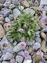 Glossy scabious (Scabiosa lucida)