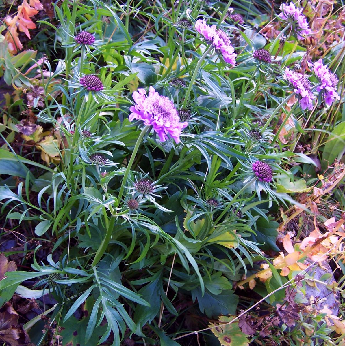 Glossy scabious: Scabiosa lucida (pl. driakiew lśniąca), habitat: Tatra Mountains , Ciemniak