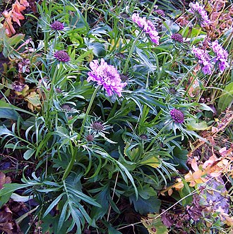 Glossy scabious: Scabiosa lucida (pl. driakiew lśniąca), habitat: Tatra Mountains , Ciemniak